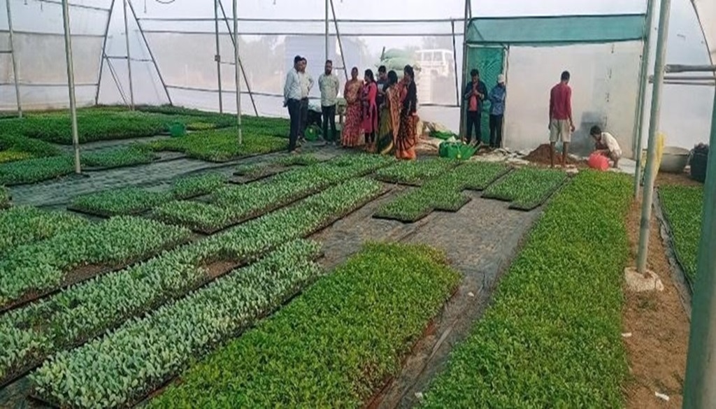 Soilless Farming: Paving the Way for a Sustainable Future